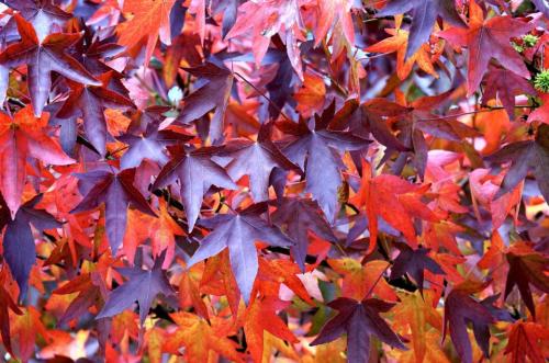 pexels-photo-212388-960x636